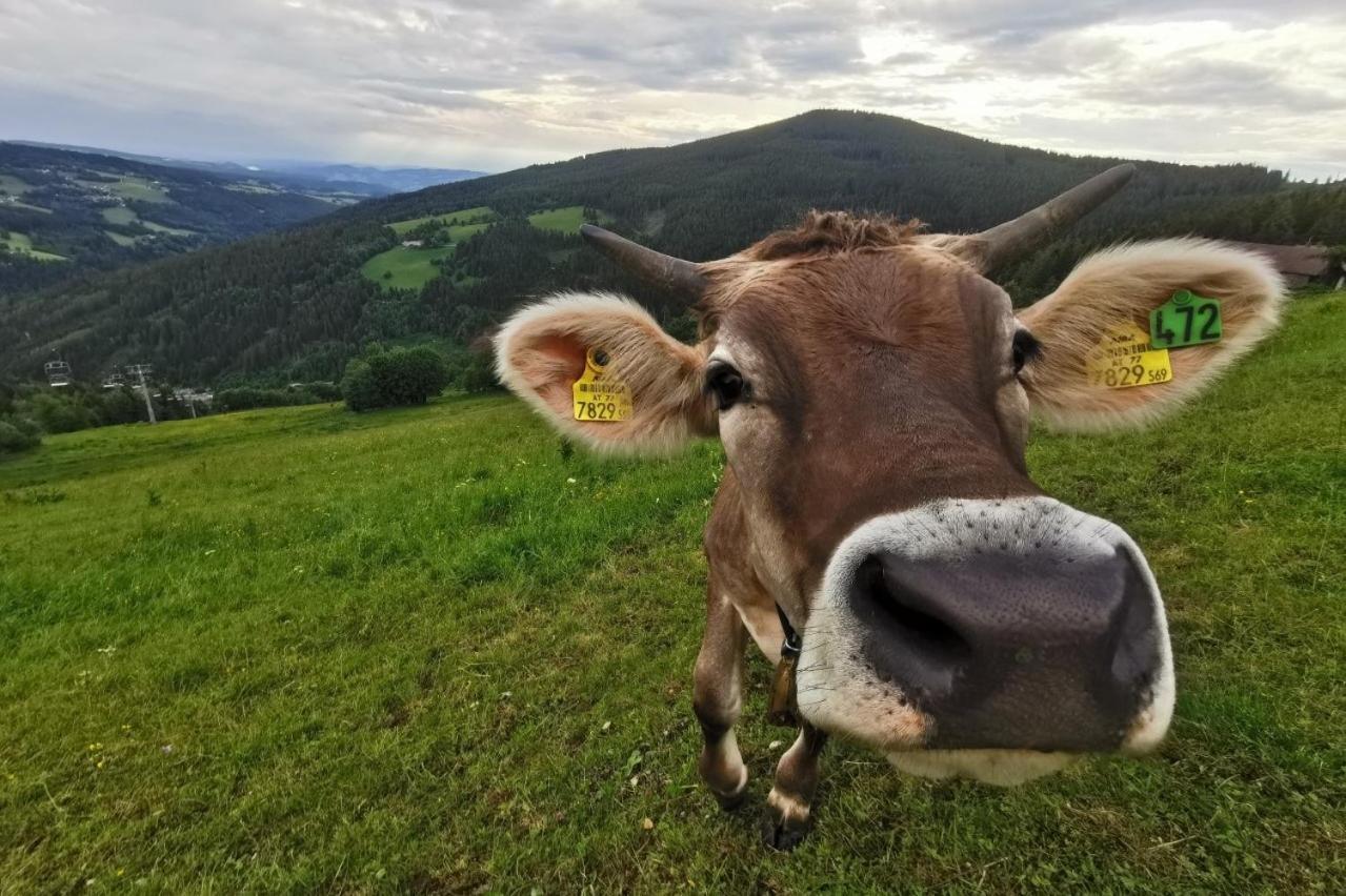 Alpengasthof Fernblick Mönichkirchen エクステリア 写真